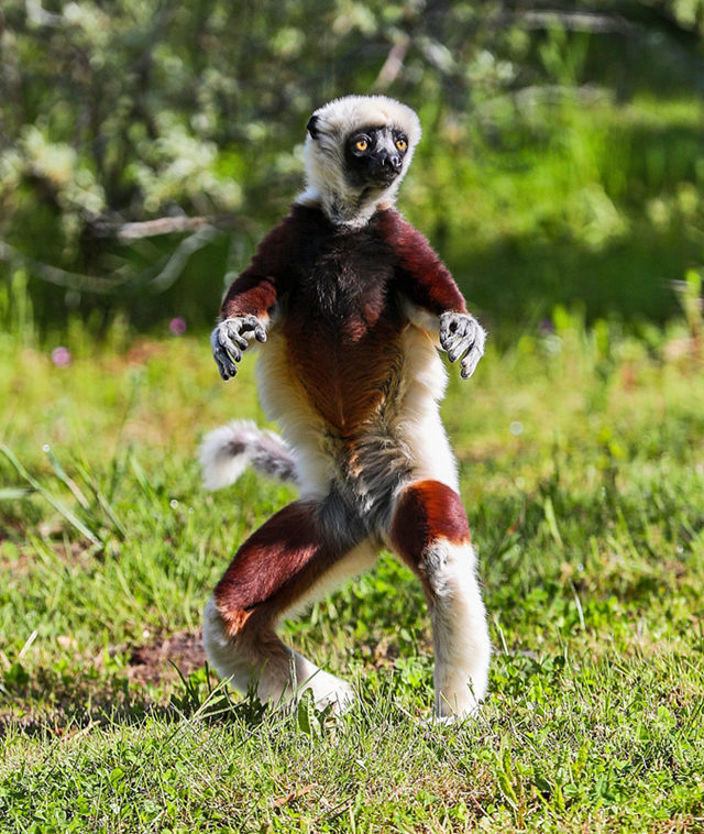 英国冕狐猴走路魔性如跳舞雨林栖息地丧失导致濒临灭绝