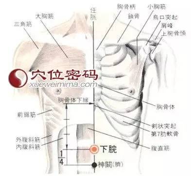 【快速取穴】取仰臥位,在上腹部,將神闕與胸劍結合點連線進行4等分,在