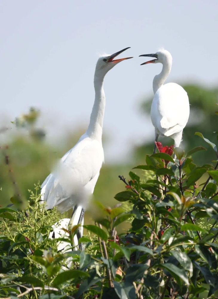 围观 天长这里万只白鹭满天飞舞 腾讯新闻
