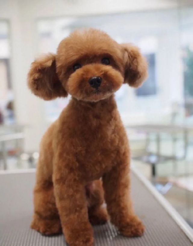 那些美容失败的狗子真是丑到不敢认