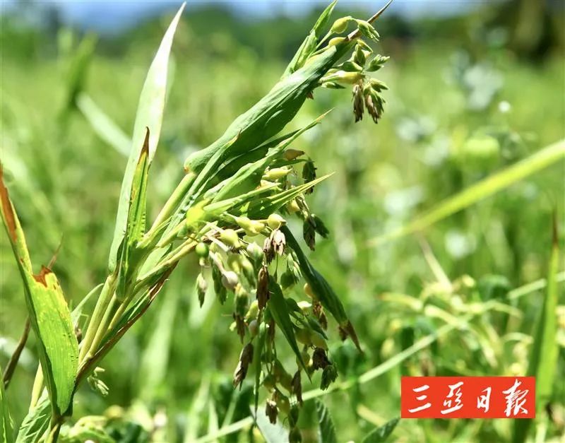 三亚田湾薏米"火出圈"_腾讯新闻