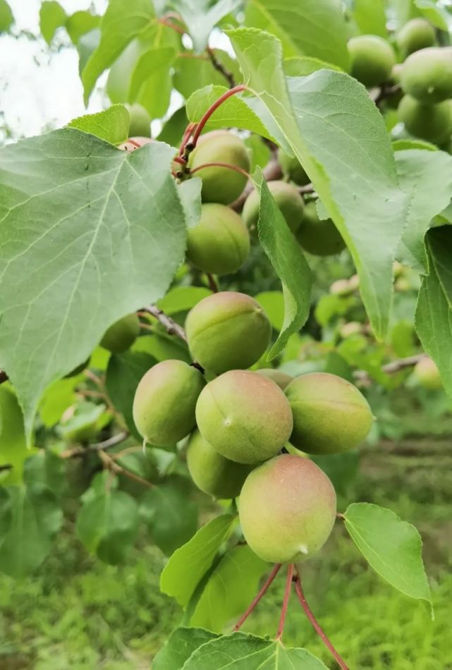 图组:伊犁杏园子