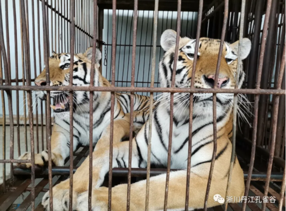 河南淅川老虎袭人被击毙事件 业内人士:此次事故发生很"离谱"