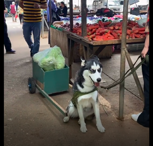 哈士奇从不拆家还帮主人干活拉菜卖废品但有人称赞有人却反对