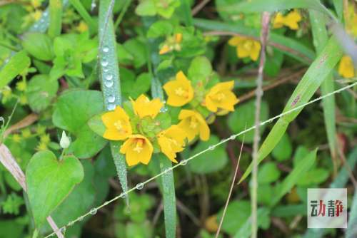野性贵州 有问必答丨古人遇到重伤跌损怎么办?