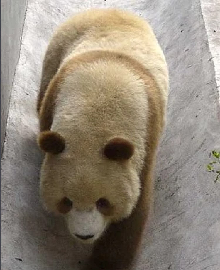 秦岭又发现野生棕色大熊猫网友生它的时候没墨了科学家这样说