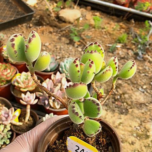 6月养熊童子 3个要点要牢记 不然黑腐掉叶子 难安全度夏 腾讯新闻