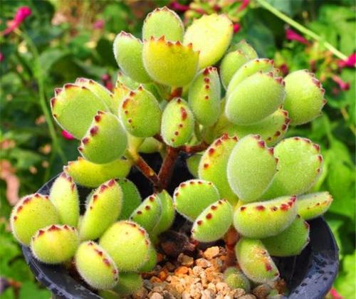 6月养熊童子 3个要点要牢记 不然黑腐掉叶子 难安全度夏 腾讯新闻