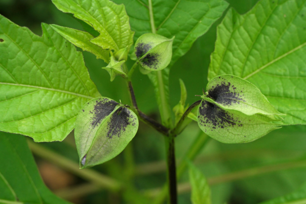 荒野维生野菜系列—假酸浆_腾讯新闻