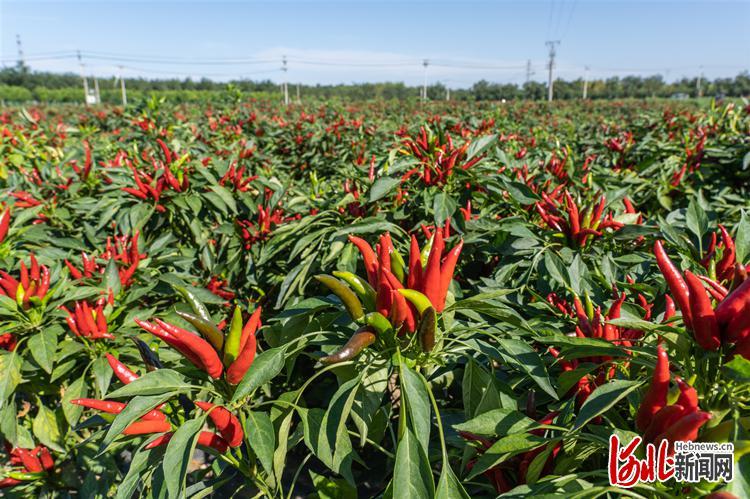 辣么椒傲!望都辣椒烹牛肉入选崇礼菜单