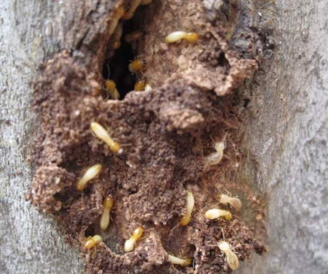 白蚁分飞树木深受其害绿化部门发行业预警中心城区部分道路绿化开展