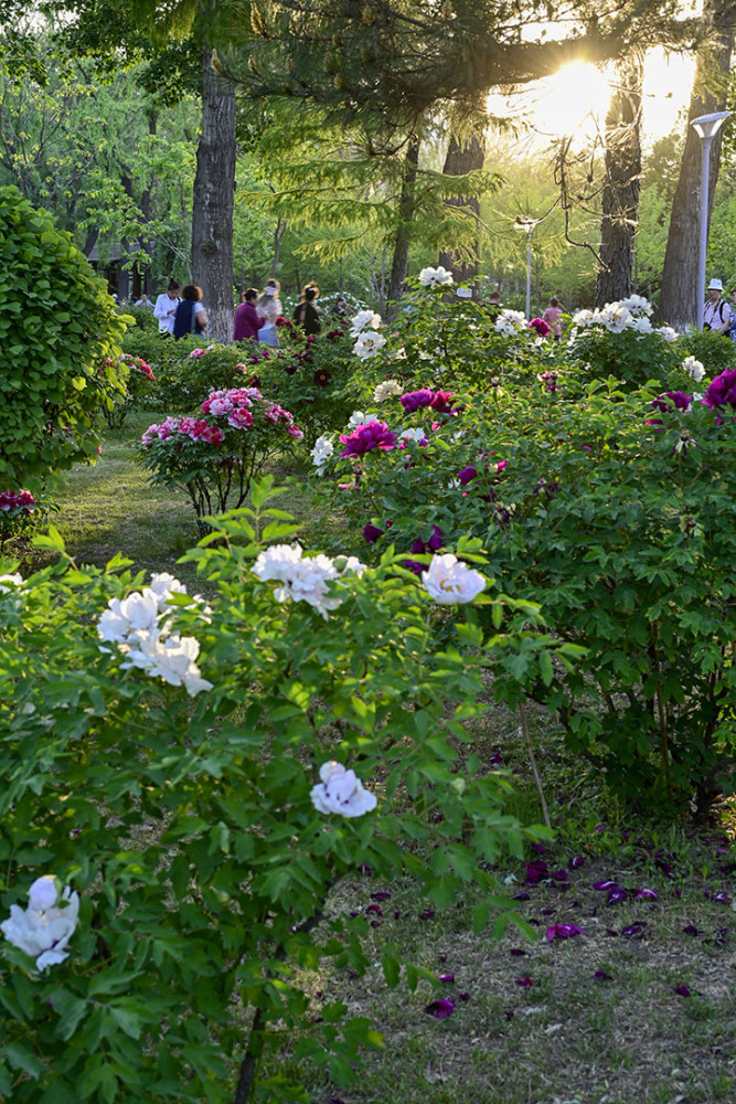 引种必须通过引种试验_大黄牡丹汤方歌趣记_牡丹花几点钟开放