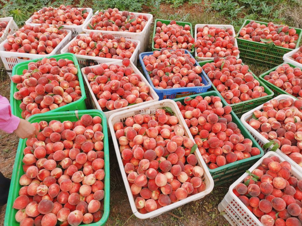 桃子丰收让人桃醉其中