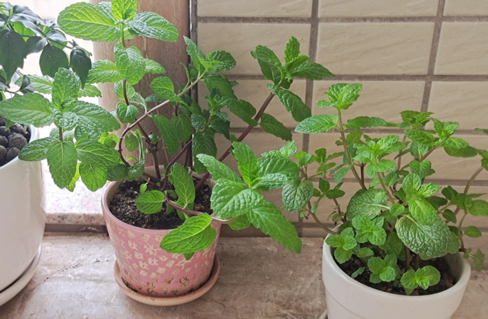 夏季养花驱蚊首选薄荷,香味清爽好闻,盆栽好活!