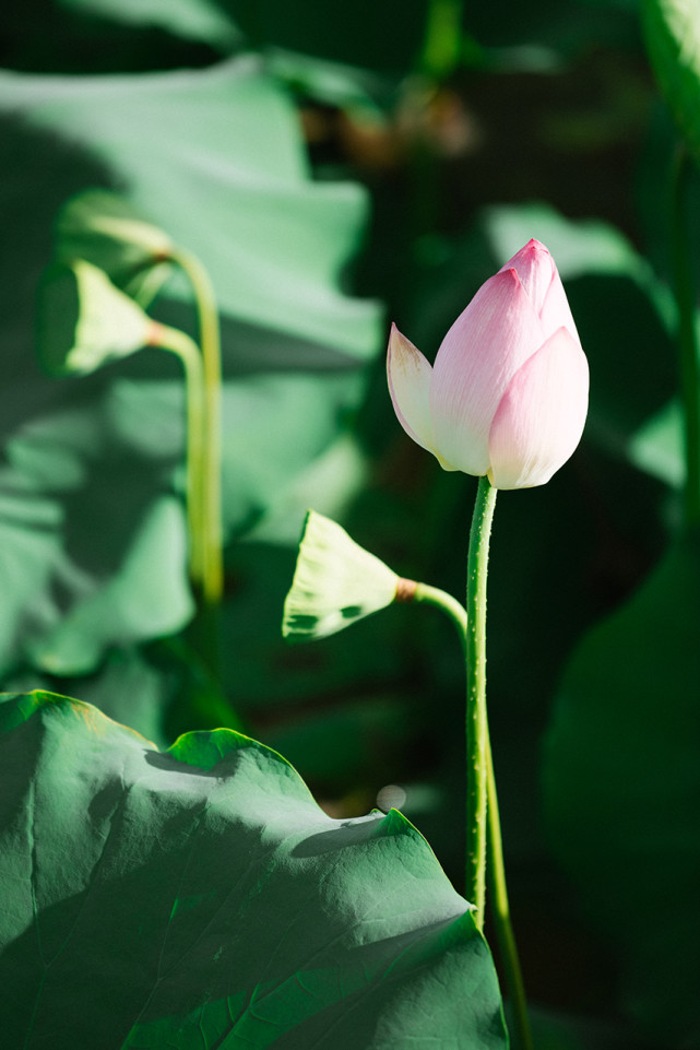 賞花,建議每天的清晨或黃昏去賞花,可以看到荷花盛開和收攏的不同姿態