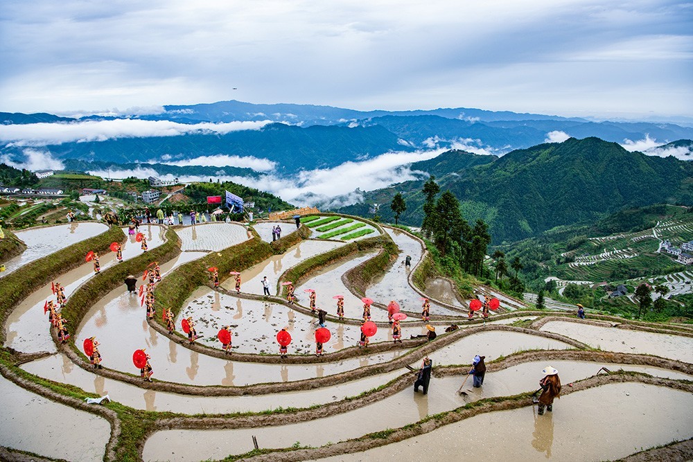 为展示农耕文化与梯田之美,5月27日,山背梯田景区举办插秧节,雄奇秀美