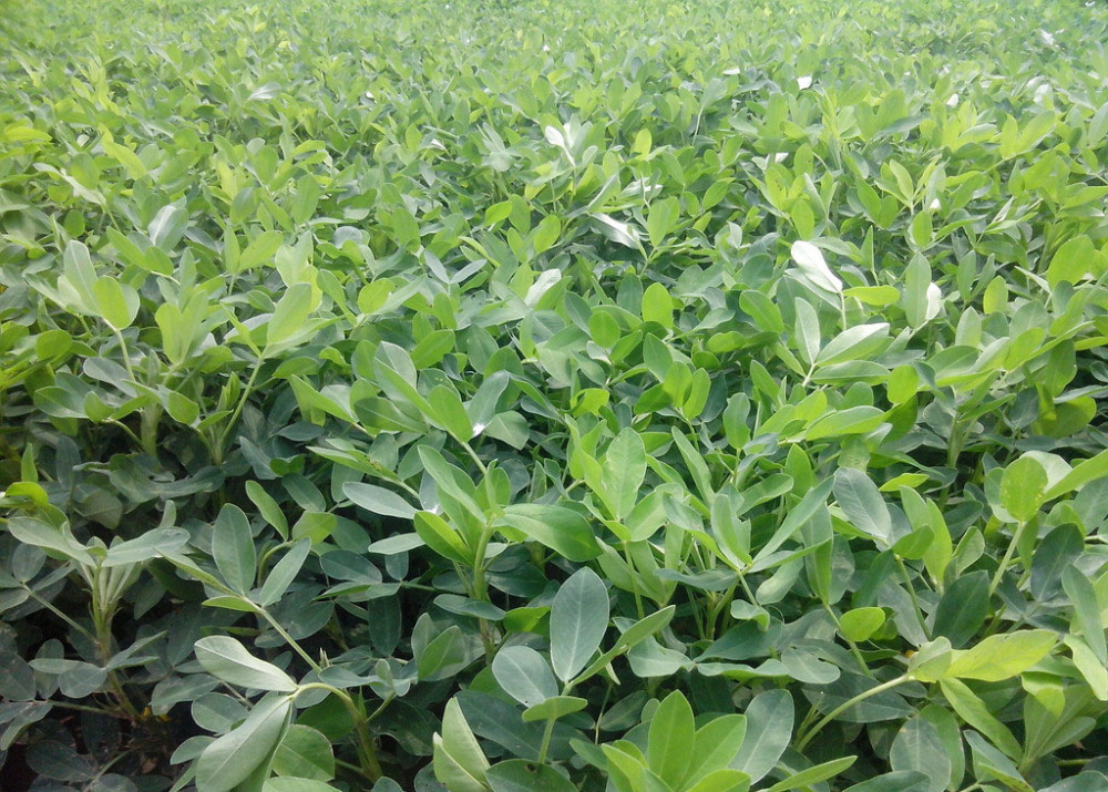 花生种植过程中一定要做好田间管理,科学合理的田间管理至少能够帮助