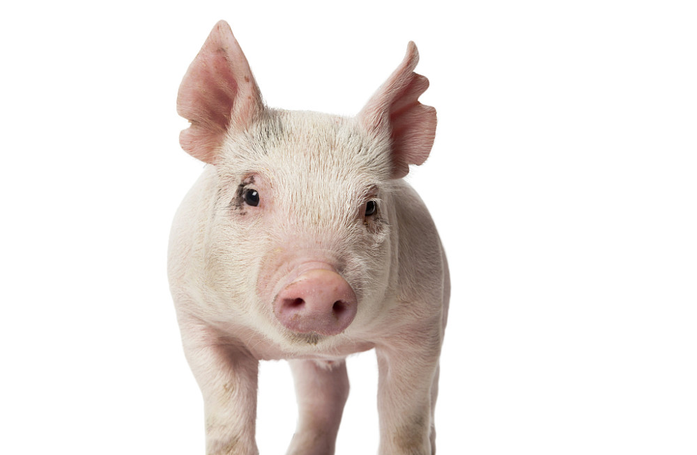 猪价行情持续低迷,养殖企业进入全面亏损态势(第25周综述)