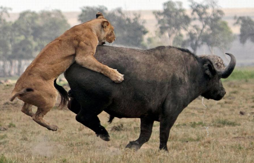 牛马睡3小时,蝙蝠睡20小时,为什么人需要睡8小时?_腾讯新闻