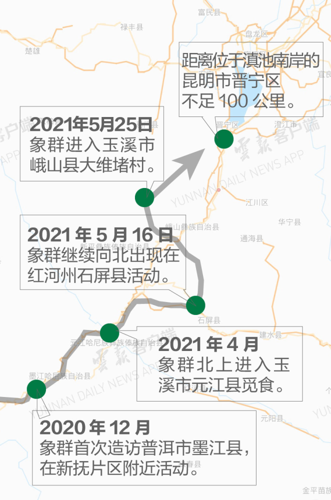 云南15头亚洲象一路向北迁徙半年走了500多公里网友是迷路了吗