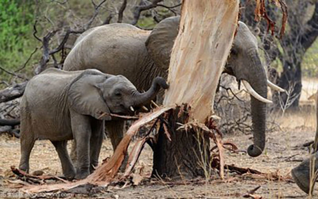 大象北迁破坏农田842亩但为什么说大象其实是在保护环境