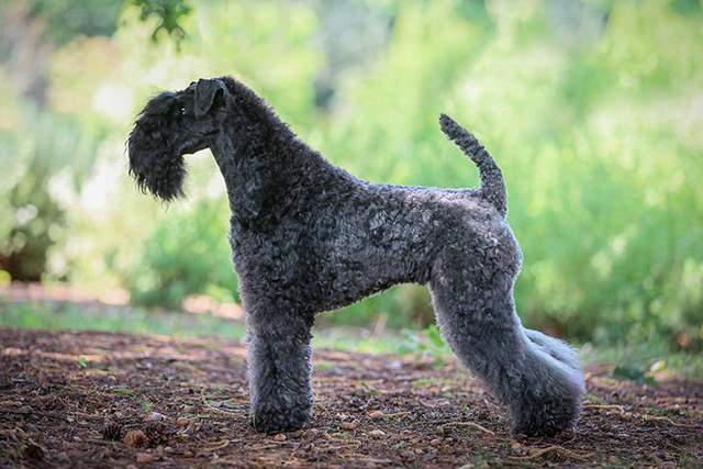 寻根问祖系列(49):凯利蓝梗(kerry blue terrier)