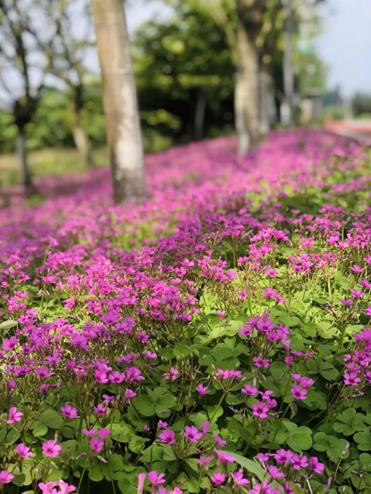 嚯,完全飛不出成佳的花花世界