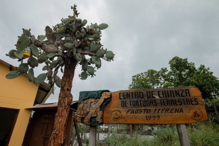 陆龟排行_这些陆龟,不是你想养就能养!(2)