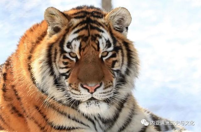 一只野猪套勒死了一只小虎母虎疯狂报复逼走了一个屯子的人