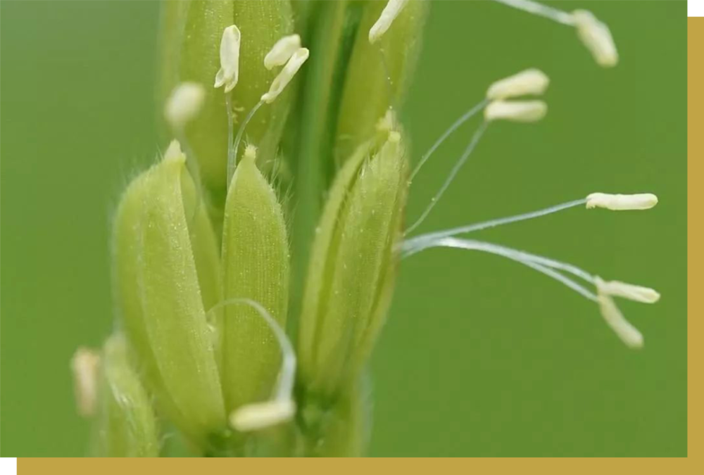 袁隆平就是通过放大镜观察 14 万株水稻的花药,找到了 6 株雄性不育株