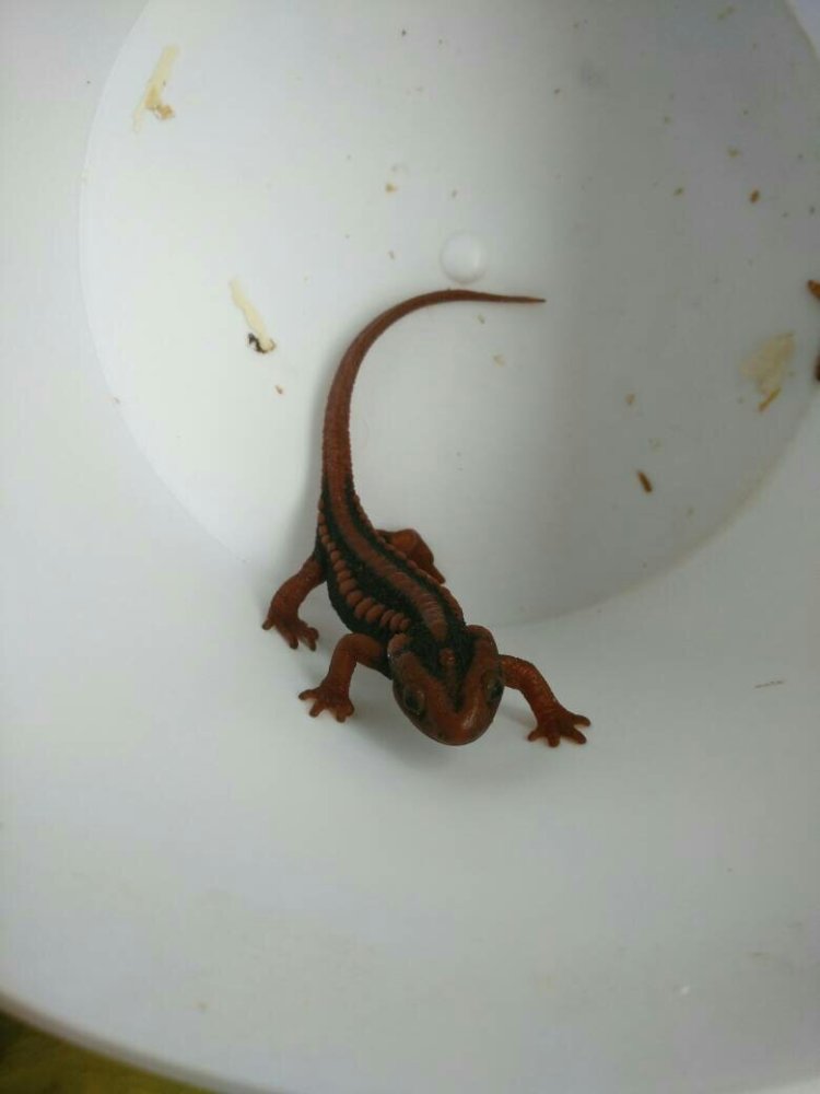 除此之外,火蝾螈的生长速度也非常快,寿命也较长,一般当幼身体从水中