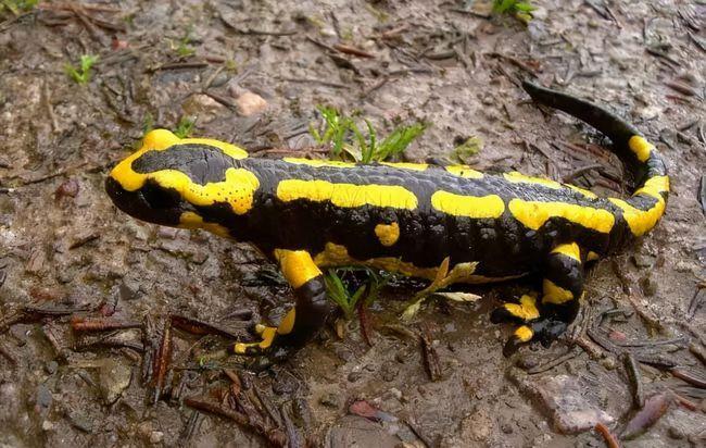 19只活体火蝾螈被北京海关截获1胎最多可产60只到底多可怕