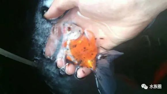 懒人繁殖金鱼大法 养金鱼的水和日常维护技巧 腾讯新闻