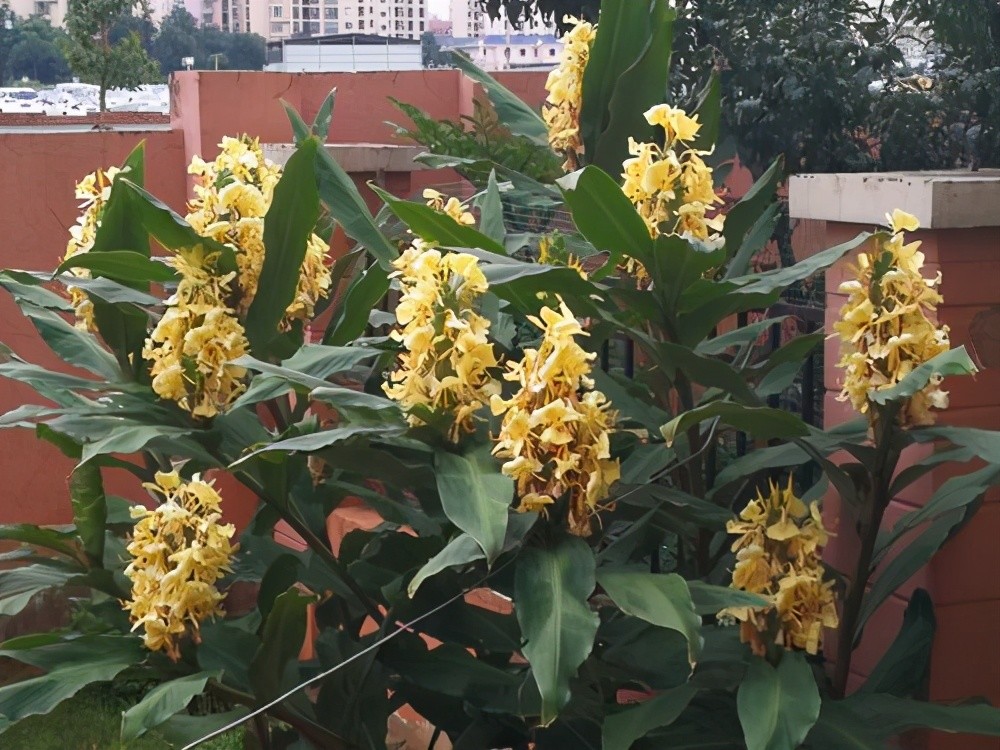 你没见过的贵州四怪之一带你了解贵州草果的用途全身是宝