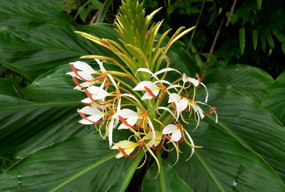 你没见过的贵州四怪之一带你了解贵州草果的用途全身是宝