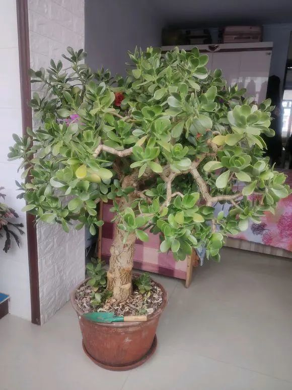 玉树吸财树两种多肉你喜欢哪种