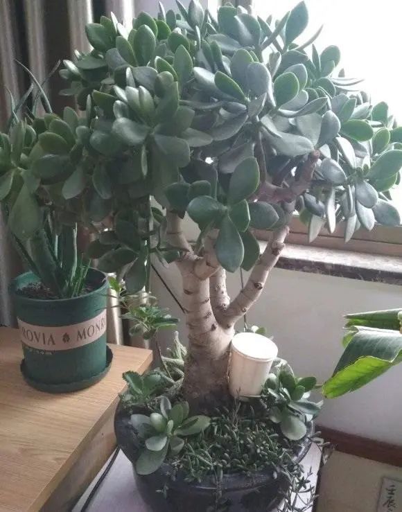 玉树吸财树两种多肉你喜欢哪种