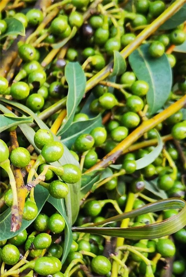 腾讯内容开放平台