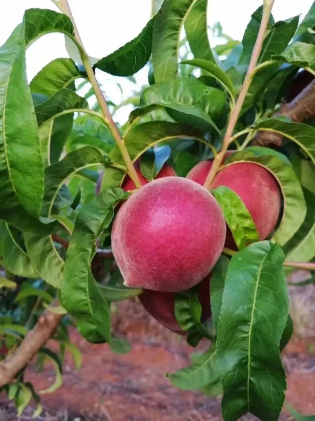 攀枝花五月水果采摘指南!桃子,杨梅,蓝莓……周末赶紧约起