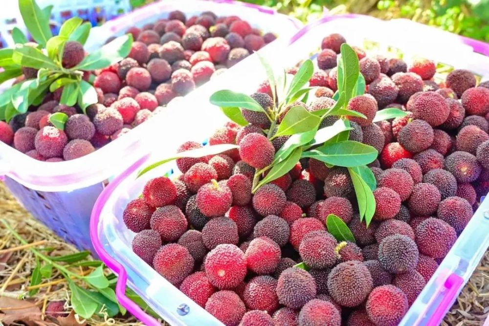 攀枝花五月水果采摘指南桃子杨梅蓝莓周末赶紧约起