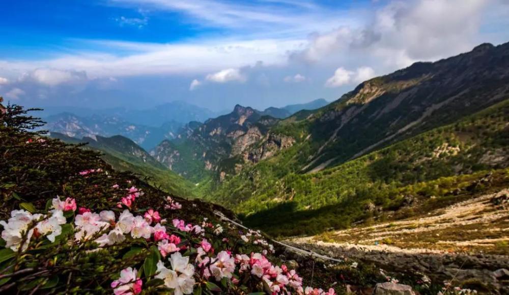 视觉陕西宝鸡眉县万亩杜鹃绽放太白山巅