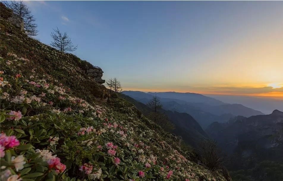 视觉陕西宝鸡眉县万亩杜鹃绽放太白山巅