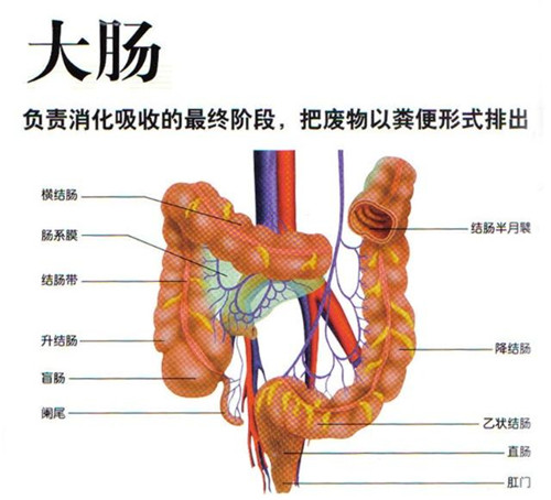 世上唯一被憋死的人,3年没排便,尸检时臭气熏天肠内大便重36斤