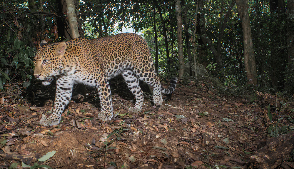从印度频现食人豹的事件来看杭州出逃的豹子一定要找到