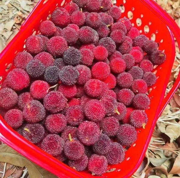 云南村光正好丨昆明晋宁甸心村小小杨梅让小山村扬眉吐气