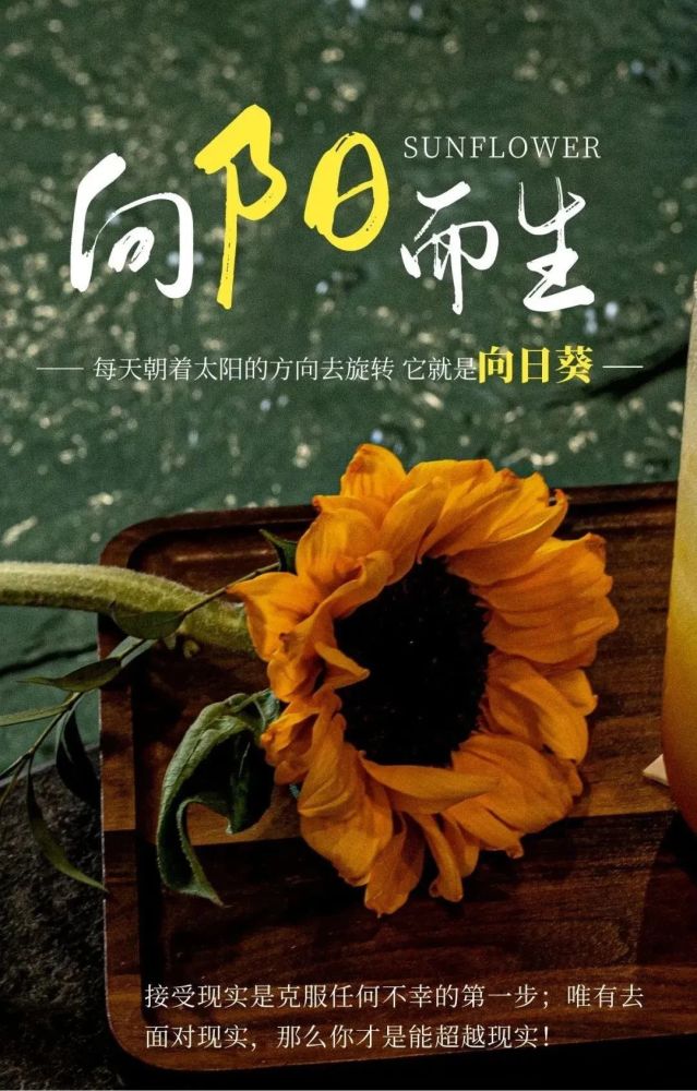 向阳而生,每天朝着太阳的方向去旋转,它就是向日葵!