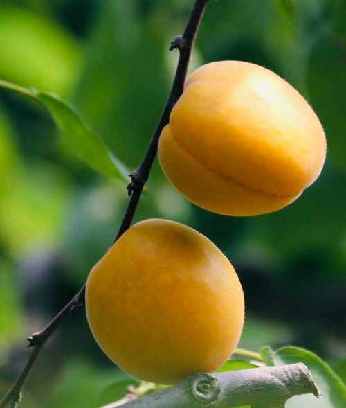 忍不住咽口水大荔金黄透亮的杏成熟了赶紧去订购