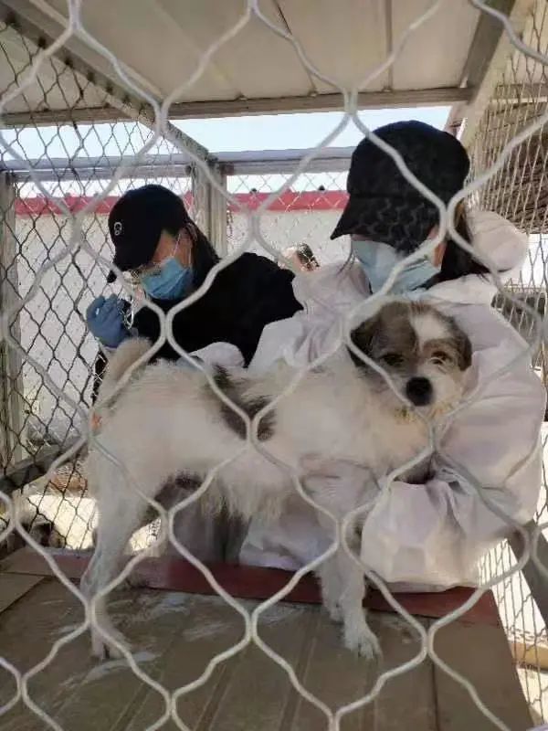 实探巴彦淖尔流浪动物救助站那些被遗弃的动物怎么样了