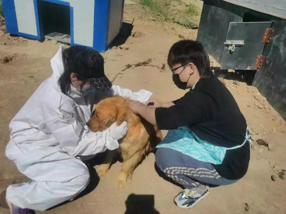 实探巴彦淖尔流浪动物救助站:那些被遗弃的动物怎么样了?_腾讯新闻