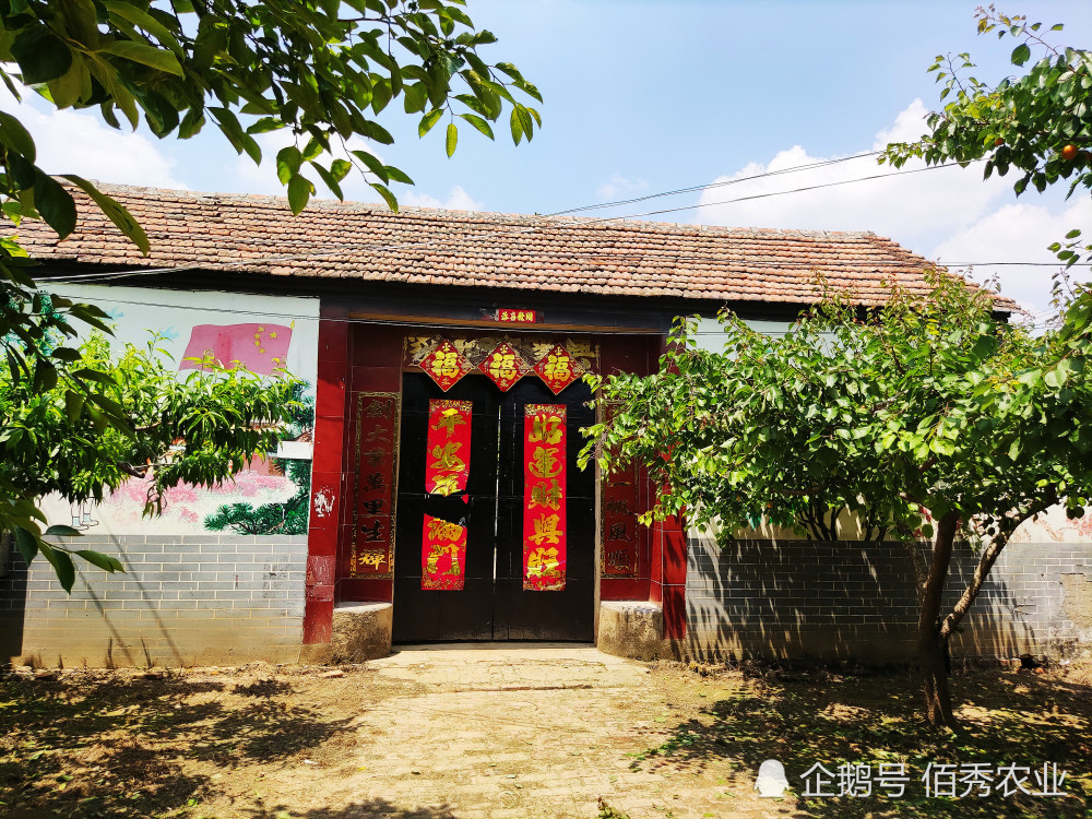 农村老家院子常年无人居住用水泥硬化地面和保留泥地哪个好